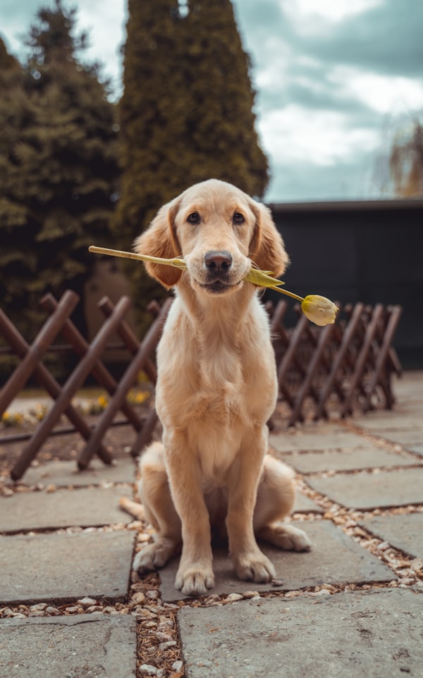 Dog in park
